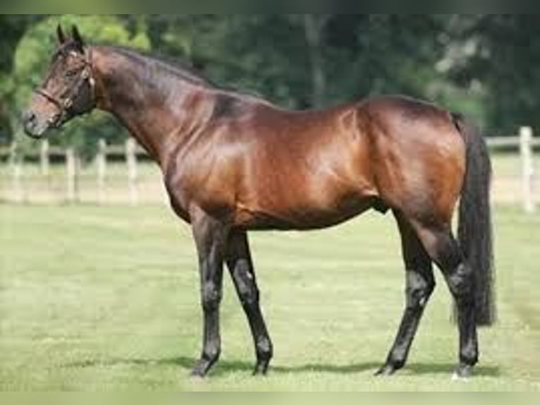 sangre caliente belga Yegua 1 año 164 cm Tobiano-todas las-capas in Waregem