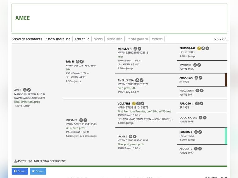 sangre caliente belga Yegua 21 años Castaño in Hechtel-Eksel