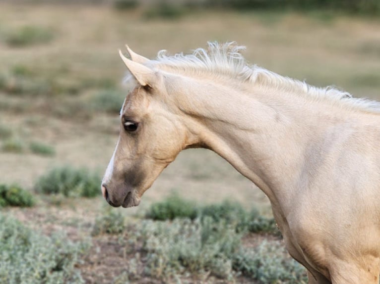 sangre caliente belga Yegua 2 años 135 cm Palomino in Visz