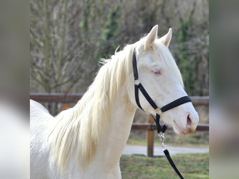 sangre caliente belga Yegua 2 años 152 cm Cremello in Visz