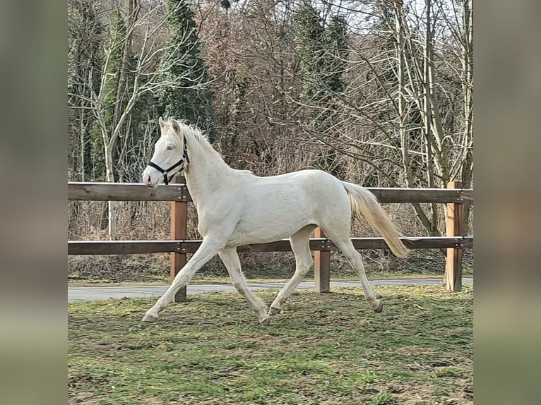 sangre caliente belga Yegua 2 años 152 cm Cremello in Visz