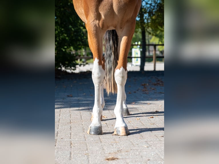 sangre caliente belga Yegua 3 años 156 cm Castaño in Kaulille