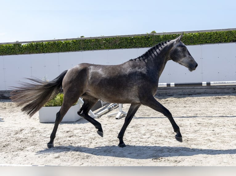 sangre caliente belga Yegua 3 años 163 cm Tordo in Waddinxveen