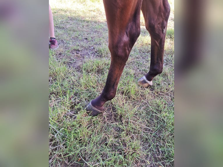 sangre caliente belga Yegua 3 años 165 cm Castaño in Semmerzake