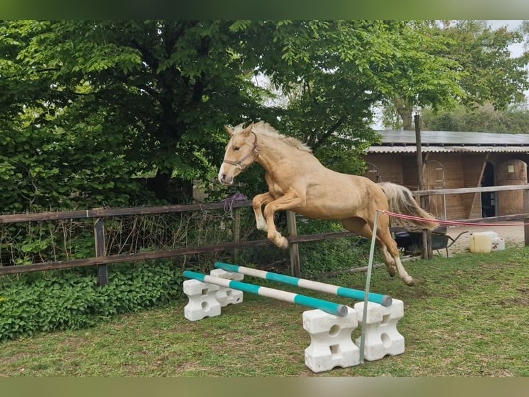 sangre caliente belga Yegua 3 años 168 cm Palomino in Lichtenvoorde