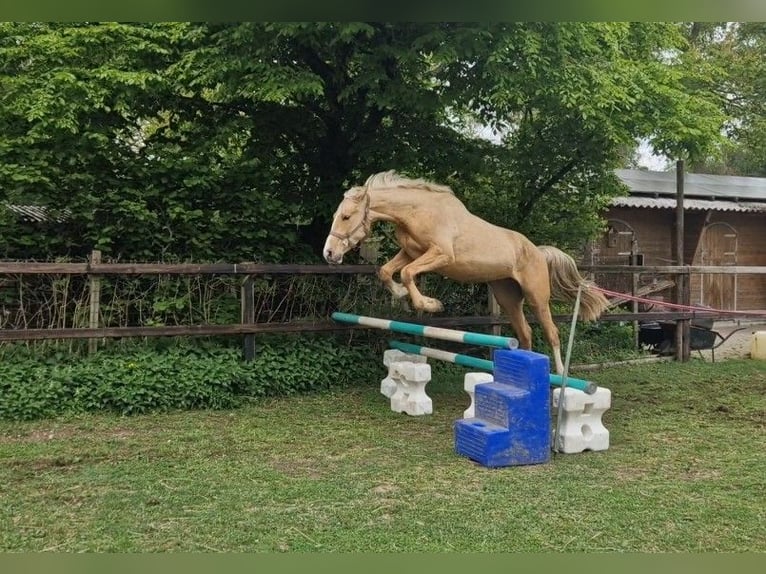 sangre caliente belga Yegua 3 años 168 cm Palomino in Lichtenvoorde