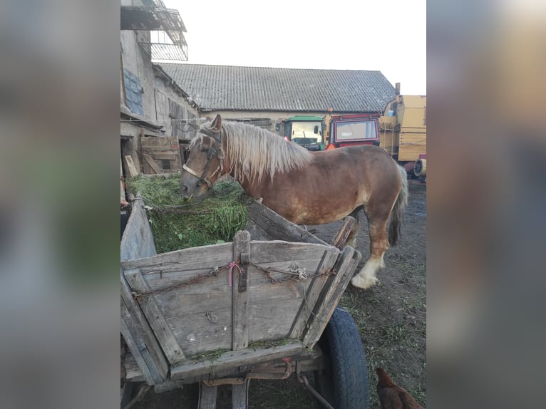 sangre caliente belga Mestizo Yegua 3 años Castaño oscuro in Kamienne brody