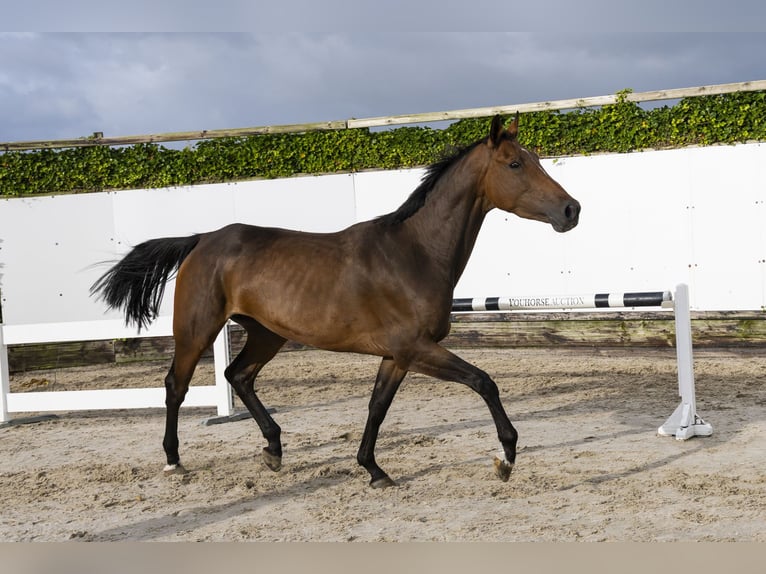 sangre caliente belga Yegua 4 años 165 cm Castaño in Waddinxveen