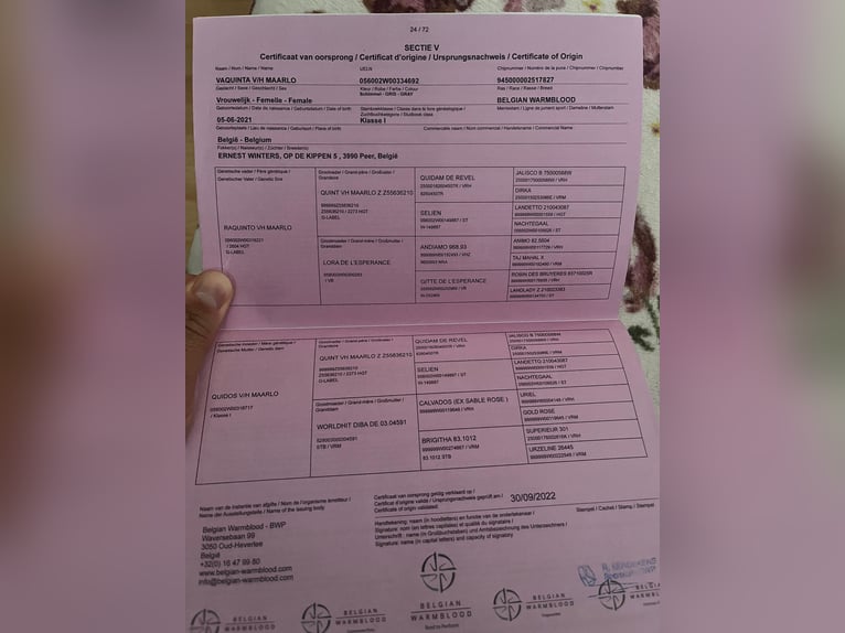 sangre caliente belga Yegua 4 años 166 cm Tordo rodado in Békéscsaba