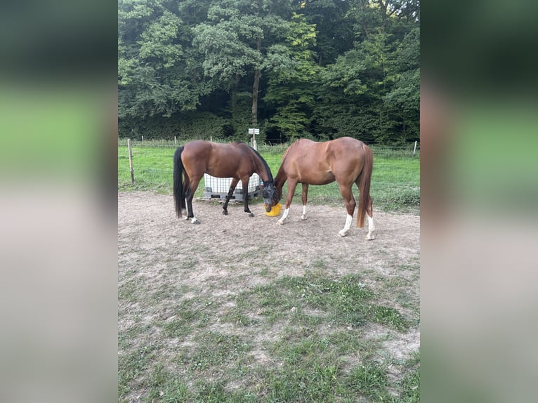 sangre caliente belga Yegua 4 años 170 cm Alazán in Wachtberg