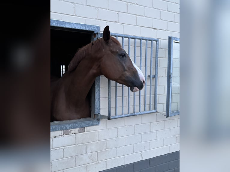 sangre caliente belga Yegua 4 años 170 cm Alazán in Wachtberg
