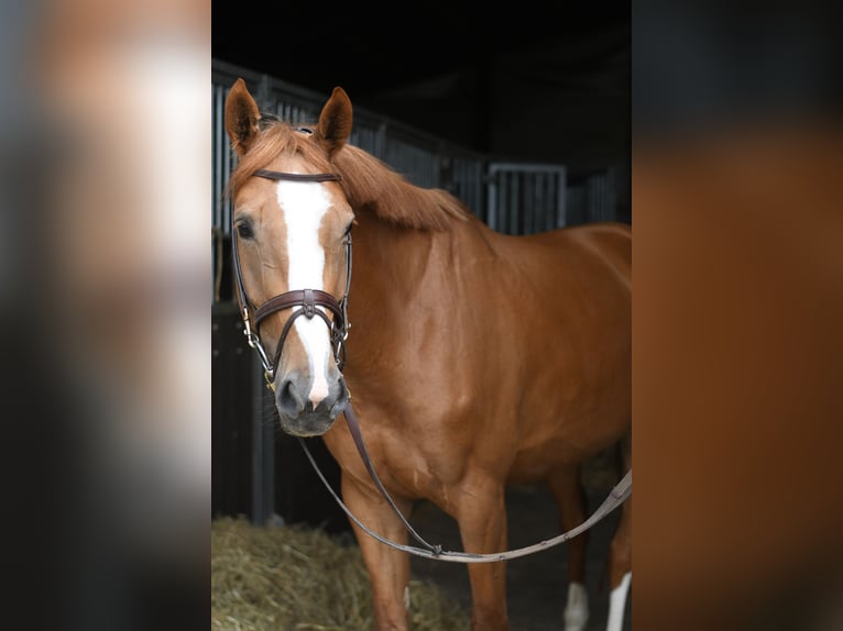 sangre caliente belga Yegua 5 años 165 cm Alazán in Geilenkirchen