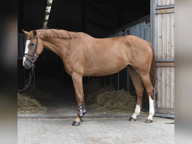 sangre caliente belga Yegua 5 años 165 cm Alazán in Geilenkirchen
