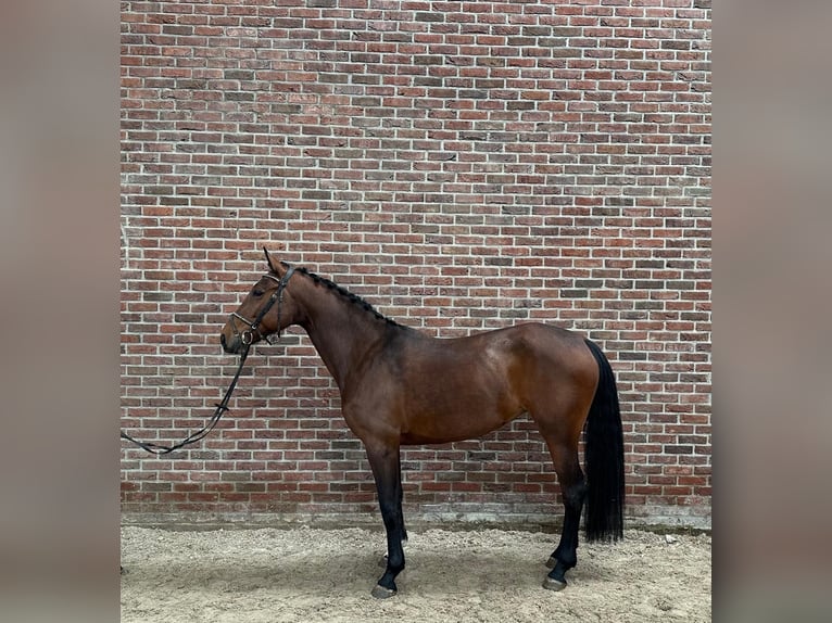 sangre caliente belga Yegua 5 años 165 cm Castaño in Grote-Brogel