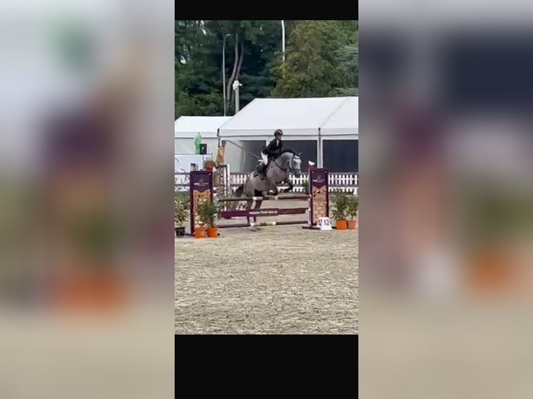 sangre caliente belga Yegua 5 años 169 cm  in Poznan