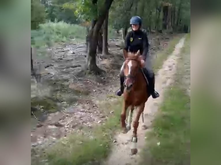 sangre caliente belga Yegua 6 años 161 cm Alazán in Beekbergen