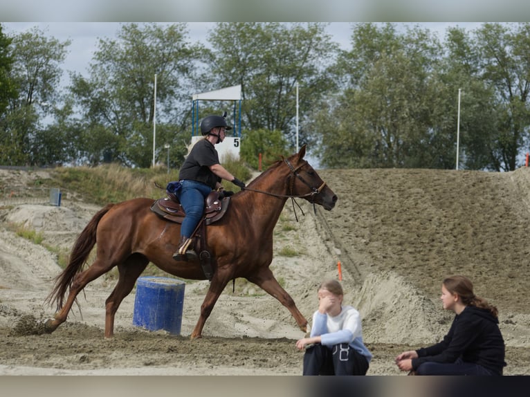 sangre caliente belga Yegua 6 años 162 cm Alazán in Hellevoetsluis
