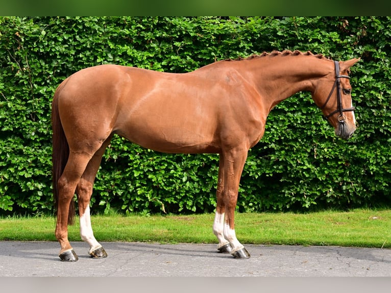sangre caliente belga Yegua 6 años 163 cm Alazán in Bladel