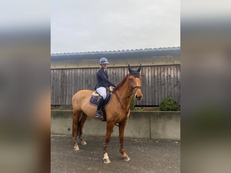 sangre caliente belga Yegua 6 años 163 cm Alazán in Zonhoven