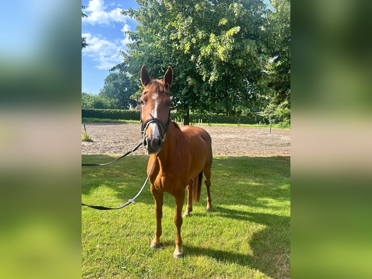 sangre caliente belga Yegua 6 años 164 cm Alazán-tostado in Oudsbergen
