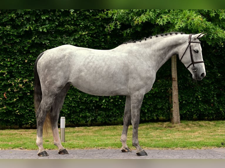 sangre caliente belga Yegua 6 años 164 cm Tordo in Bladel