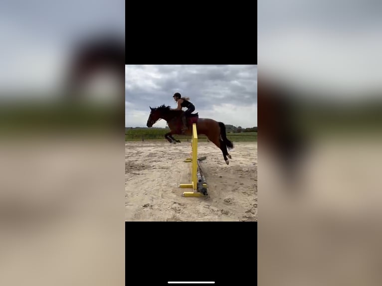 sangre caliente belga Yegua 6 años 166 cm Castaño oscuro in Denderwindeke