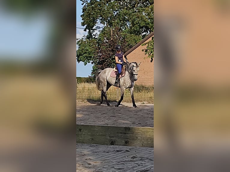 sangre caliente belga Yegua 6 años 168 cm in Ophoven-Kinrooi