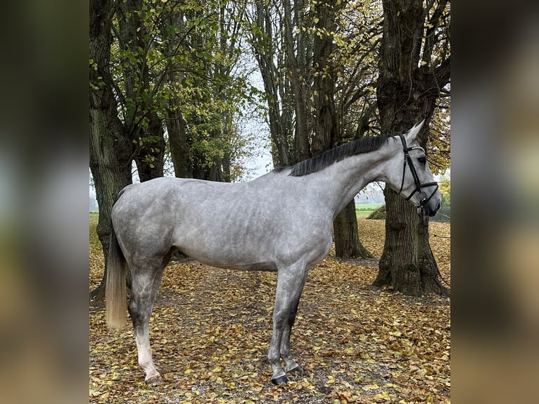 sangre caliente belga Yegua 6 años 168 cm Tordo in Slagelse