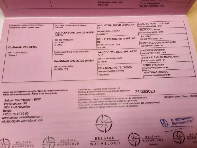 sangre caliente belga Yegua 6 años 170 cm Castaño in Wervik sangre caliente belga Yegua 6 años 170 cm Castaño in Wervik