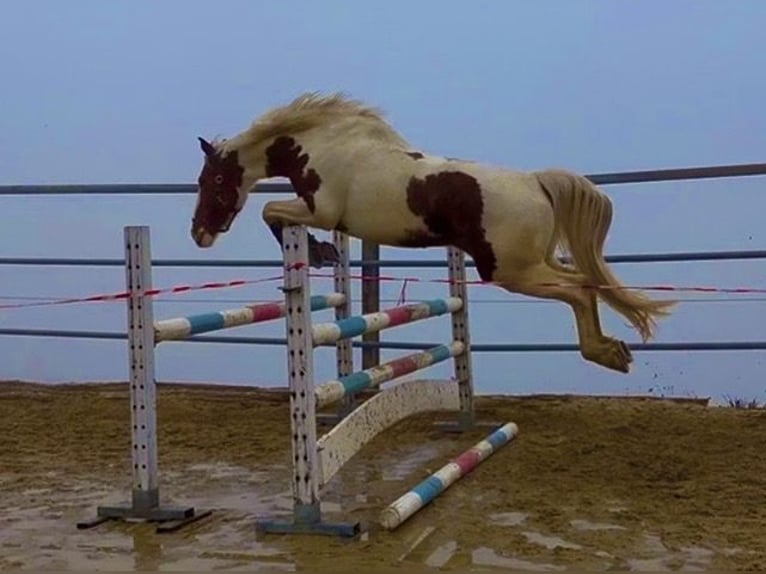 sangre caliente belga Yegua 7 años 158 cm Pío in Wolfhalden