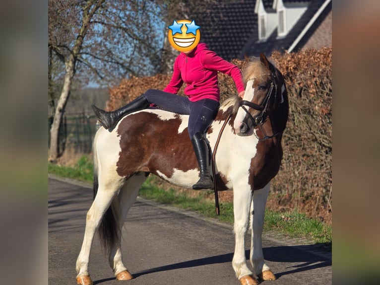 sangre caliente belga Yegua 7 años 162 cm Pío in Someren