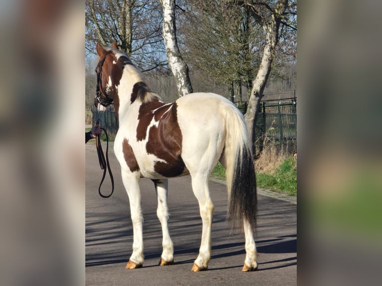 sangre caliente belga Yegua 7 años 162 cm Pío in Someren