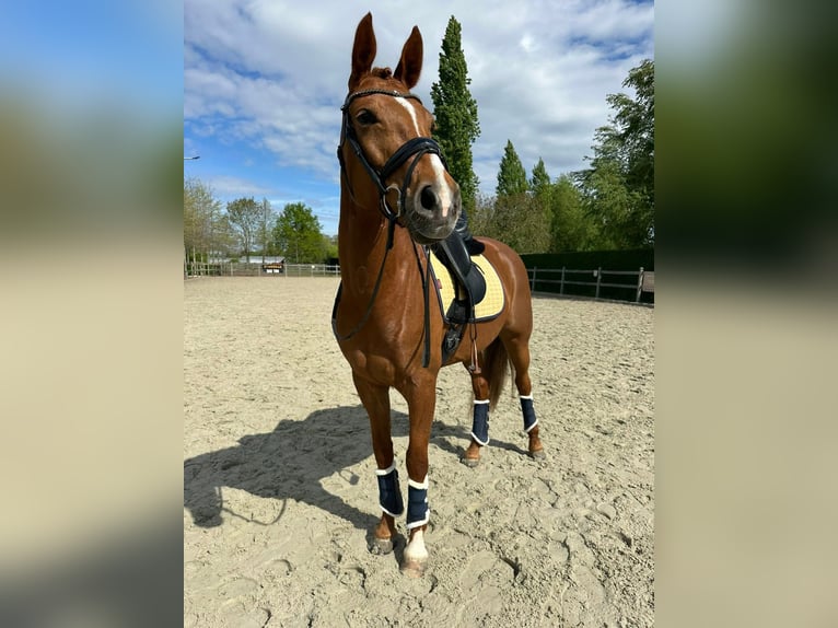 sangre caliente belga Yegua 7 años 165 cm Alazán in Beveren kruibeke zwijndrecht