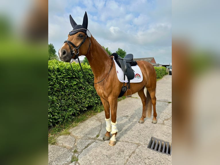 sangre caliente belga Yegua 7 años 165 cm Alazán in Beveren kruibeke zwijndrecht