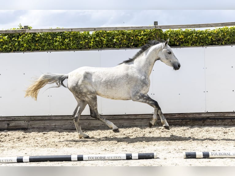 sangre caliente belga Yegua 7 años 166 cm Tordo in Waddinxveen