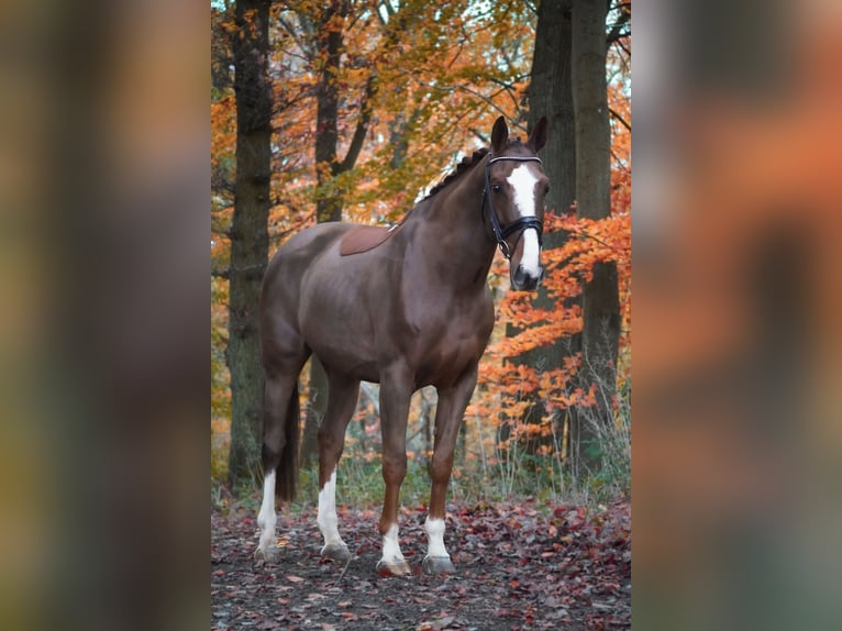 sangre caliente belga Yegua 7 años 170 cm Alazán-tostado in Nettersheim