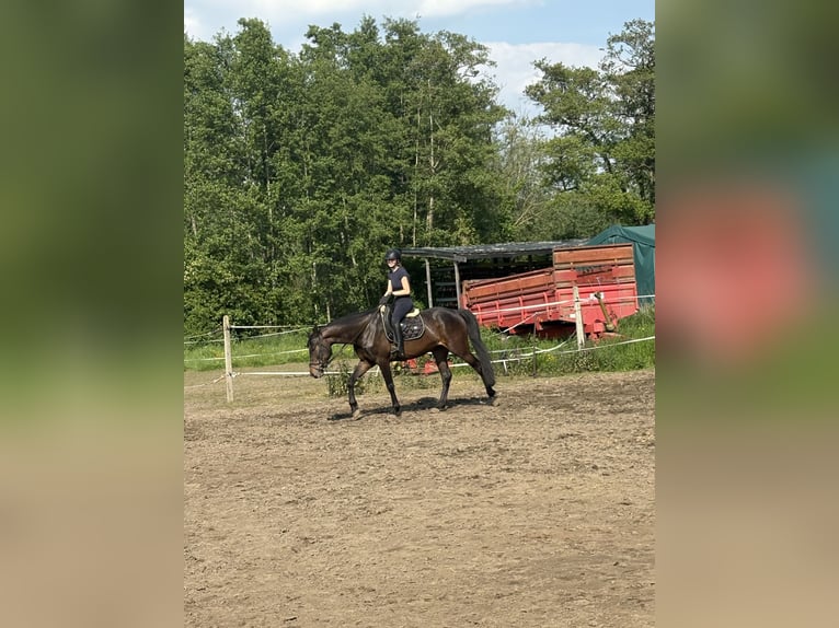 sangre caliente belga Yegua 7 años 170 cm Castaño oscuro in Kampenhout