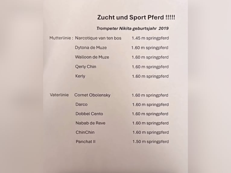 sangre caliente belga Yegua 7 años 172 cm Castaño oscuro in Hoogstraten