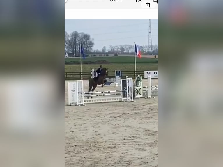 sangre caliente belga Yegua 8 años 163 cm Alazán-tostado in Ingelmunster