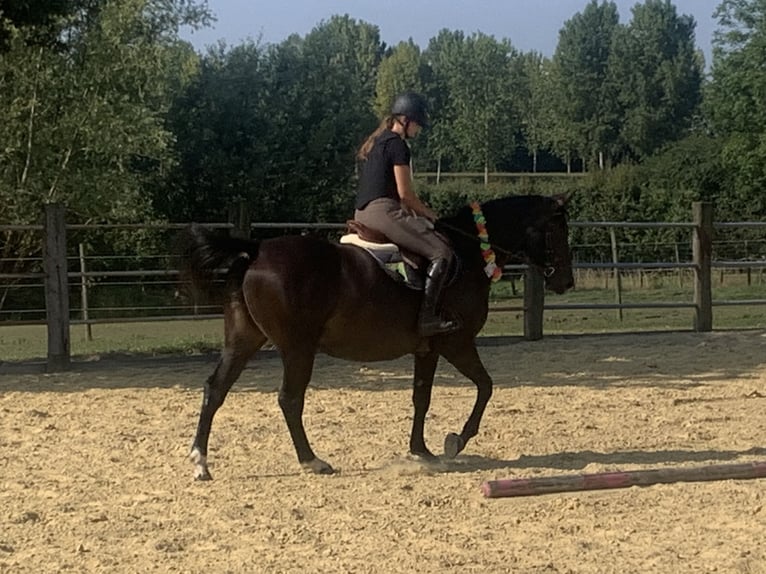 sangre caliente belga Yegua 8 años 166 cm Castaño oscuro in Sint-Lambrechts-Herk
