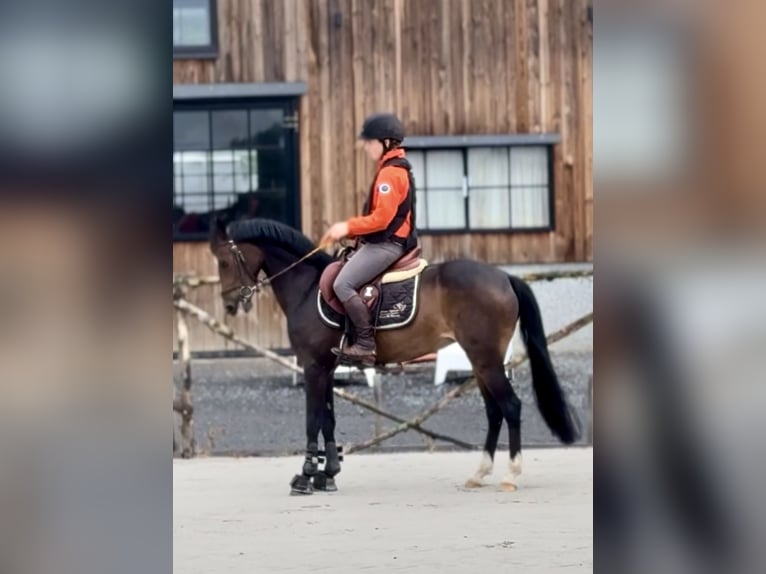 sangre caliente belga Yegua 9 años 144 cm Morcillo in Liège