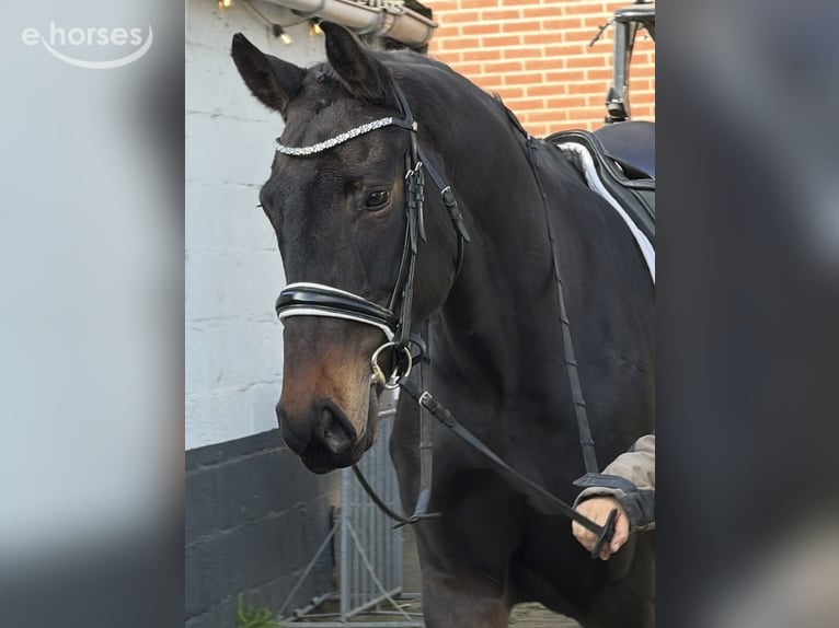sangre caliente belga Yegua 9 años 164 cm Castaño oscuro in Nettetal