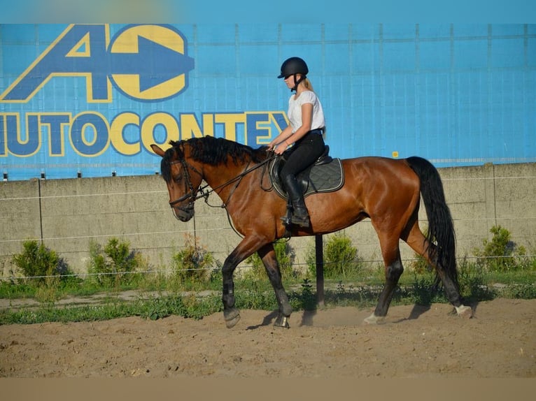 sangre caliente belga Yegua 9 años 168 cm Castaño rojizo in Gniezno