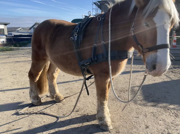 Sangre fría alemana renana Caballo castrado 10 años 160 cm Alazán in Asbach