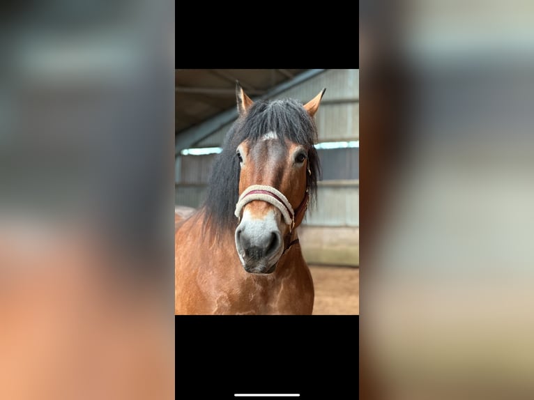 Sangre fría alemana renana Caballo castrado 10 años 164 cm Castaño in Wewelsfleth