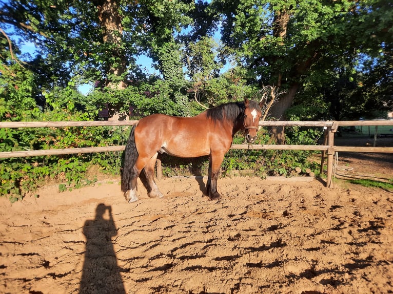 Sangre fría alemana renana Caballo castrado 10 años 174 cm Castaño in Bremervörde
