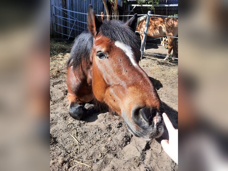 Sangre fría alemana renana Caballo castrado 10 años 174 cm Castaño in Bremervörde