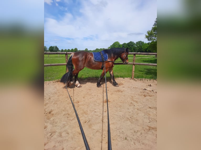 Sangre fría alemana renana Caballo castrado 10 años 174 cm Castaño in Bremervörde