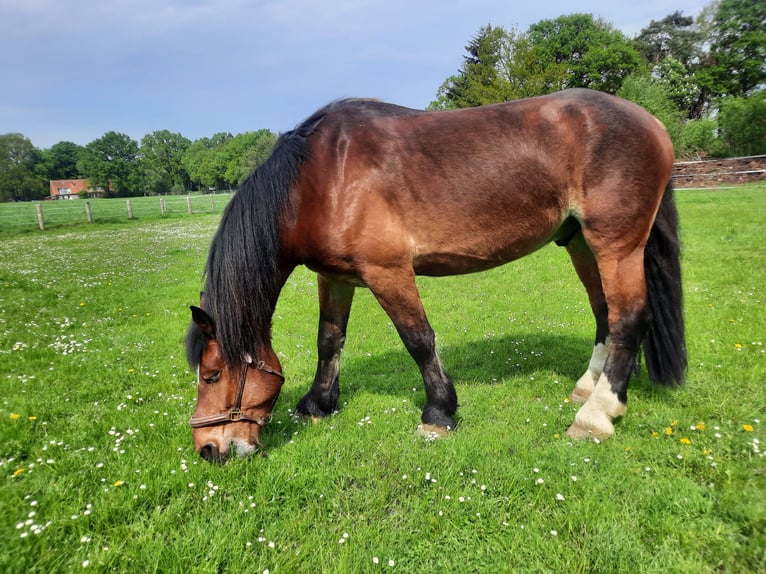 Sangre fría alemana renana Caballo castrado 10 años 174 cm Castaño in Bremervörde