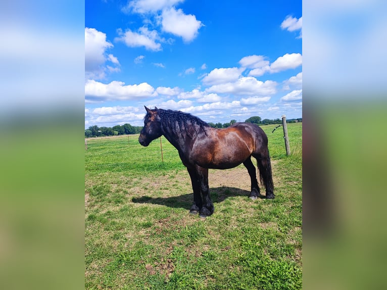 Sangre fría alemana renana Caballo castrado 12 años 156 cm Negro in Schönwalde